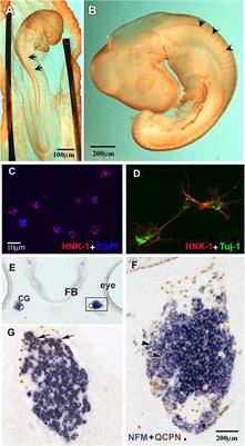 Molecular Events Controlling Cessation of Trunk Neural Crest Migration and Onset of Differentiation